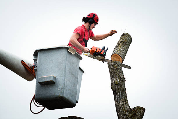 Professional Tree Care in Hillsdale, MI